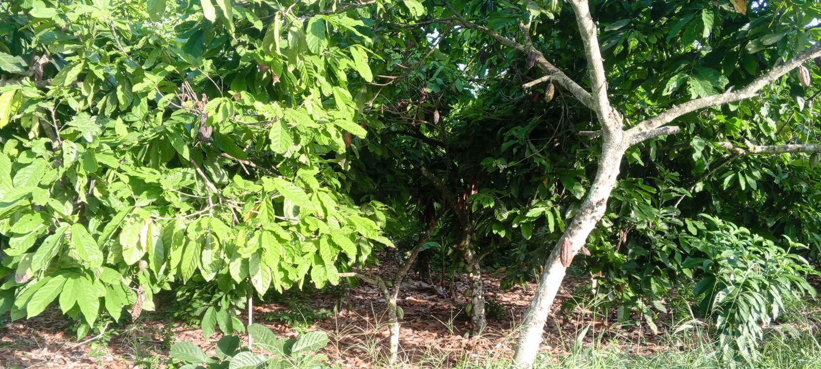A cocoa farm